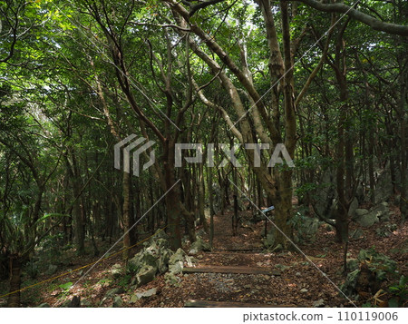 山原國立公園/大石臨山路（沖繩縣國頭郡國頭村）5 110119006