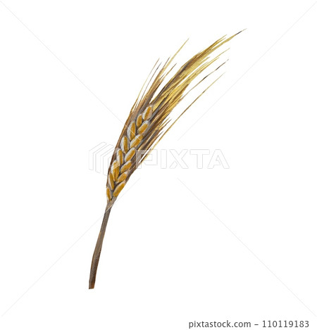 Wheat yellow gold hand drawn watercolor sketch Wheat yellow gold hand drawn watercolor sketch 110119183