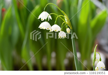flower of Leucojum aestivum Gravetye giant or Summer snowflake 110119351