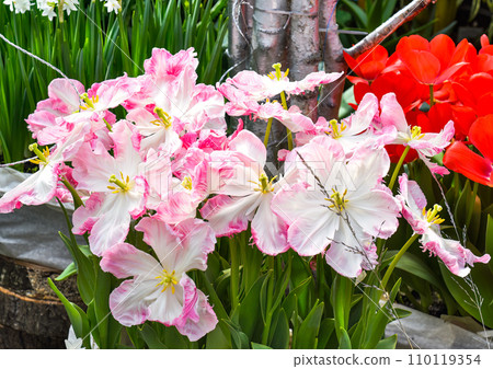 Blossoming white-pink tulips Silver parrot 110119354