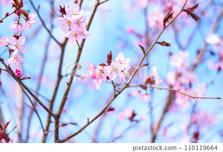 Sakura flowers against blue background. Russian Far East 110119664