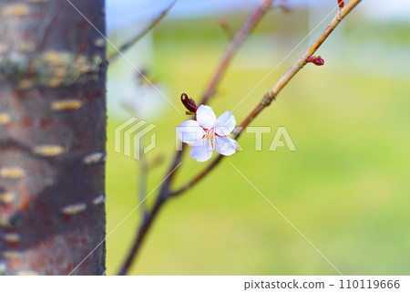 Sakura flower against green grass 110119666