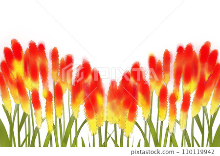 Torch lily, tritoma flower card 110119942