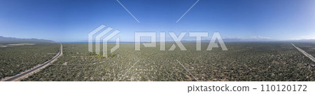 baja california sur mexico aerial view of cactus forest near the sea baja california sur mexico aerial view of cactus forest near the sea 110120172