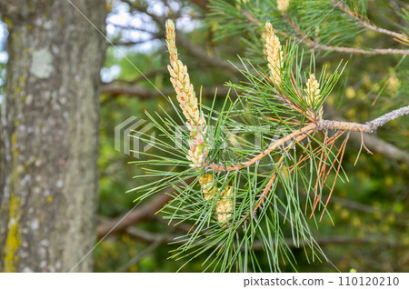 Young cedar pine cones and needles on the background of cedar wood 110120210