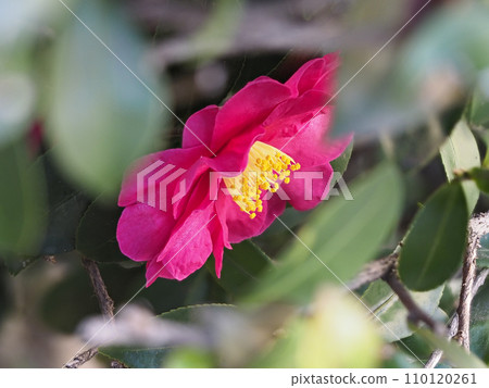 Colorful mountain tea flower blossom 110120261
