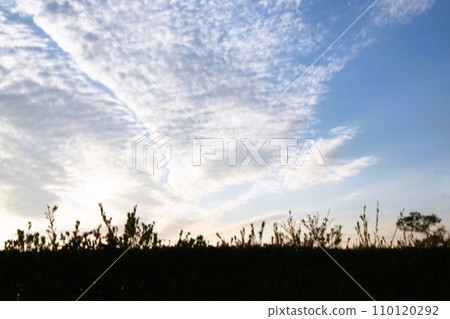 Winter sky and trees under the clouds Winter sky and trees under the clouds 110120292