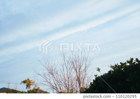 一棵落葉樹矗立在冬日的天空下 110120295