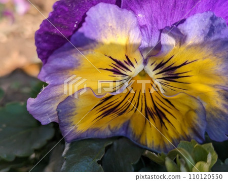 Purple and yellow bicolored pansy flowers blooming in the winter garden 110120550