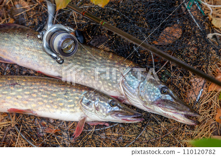 Freshwater pike fish. Two Freshwater pikes fish lies on keep net and fishing rod with reel.. 110120782