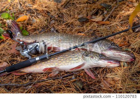 Freshwater pike fish. Two freshwater pike fish and fishing rod with reel on yellow leaves at autumn time.. 110120783