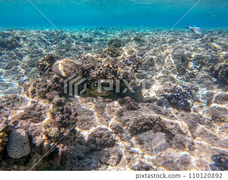 Blackspotted rubberlip fish or plectorhinchus gaterinus at coral reef.. Blackspotted rubberlip fish or plectorhinchus gaterinus at coral reef.. 110120892