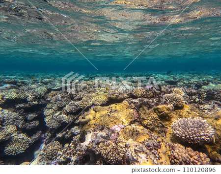 Underwater life of reef with corals and tropical fish. Coral Reef at the Red Sea, Egypt. Underwater life of reef with corals and tropical fish. Coral Reef at the Red Sea, Egypt. 110120896