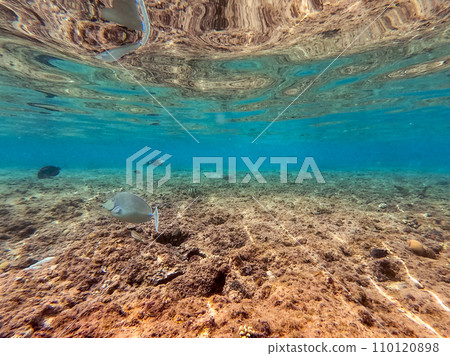 Naso annulatus fish known as Whitemargin Unicorn fish on his coral reef in the Red Sea, Egypt.. 110120898