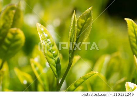 新的綠茶葉特寫 新的綠茶葉特寫 110121249
