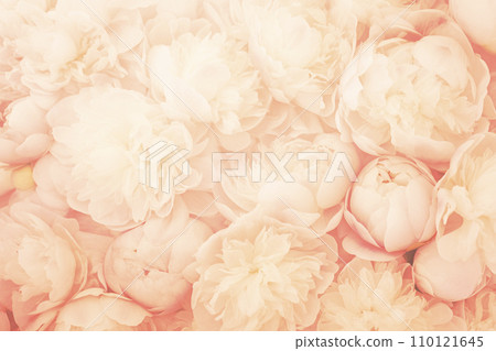 Peony flowers in trendy color 110121645