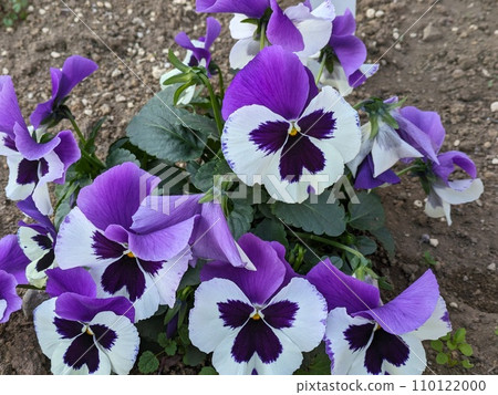 Purple and white bicolored pansy flowers blooming in the winter garden 110122000