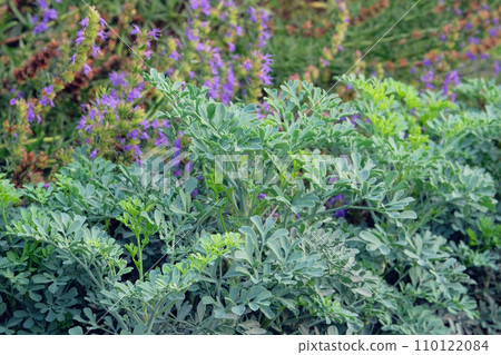 Ruta graveolens. Green plant on blurred background of green grass. Aromatic flowers in garden. 110122084