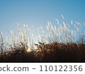 Pampas grass illuminated by the sun 110122356