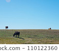 Cows standing in a field under bright sunlight 110122360