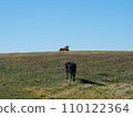 Cows standing in a field under bright sunlight 110122364