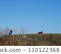 Cows standing in a field under bright sunlight 110122368