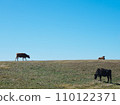 Cows standing in a field under bright sunlight 110122371