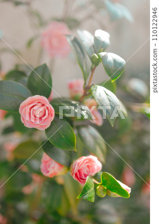 Fragment of a delicate red roses in a full bloom in the garden on old wall background. Fragment of a delicate red roses in a full bloom in the garden on old wall background. 110122946