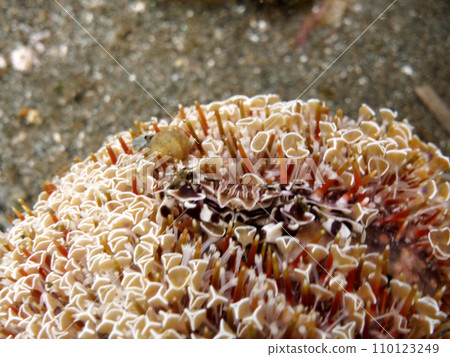 Zebra crab hiding in Rapauni Zebra crab hiding in Rapauni 110123249