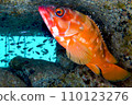 Red grouper_Osezaki_20231227 110123276