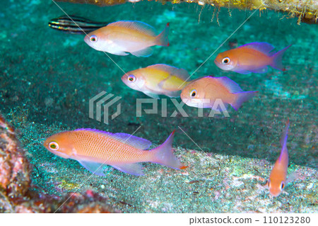 Kaobihanadai (female)_Osezaki_20231227 Kaobihanadai (female)_Osezaki_20231227 110123280
