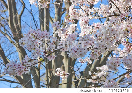 A photograph taken at a low angle of a branch of a cherry tree tree, which is presumed to be a red weeping tree, against a blue sky 110123726