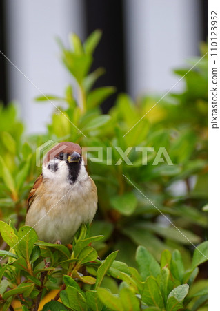一隻麻雀在灌木叢中休息 110123952