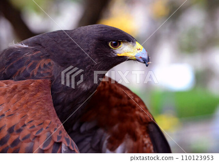 哈里斯霍克餐後 110123953