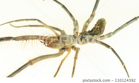 spider. Close-up of a camel spider isolated on a white background. also known as the wind scorpion, Solifugae or sun spider. wind scorpion, insect, in spider. Close-up of a camel spider isolated on a white background. also known as the wind scorpion, Solifugae or sun spider. wind scorpion, insect, in 110124392