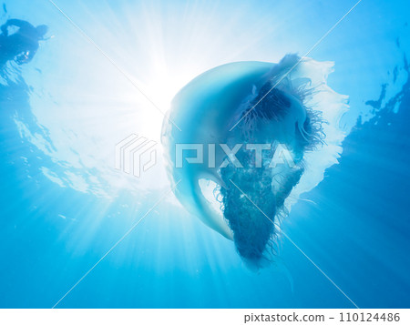 A beautiful jellyfish (Bizen jellyfish) on Hirizo beach. Cross by ferry from Nakagi, Minamiizu Town, Kamo District, Izu Peninsula, Shizuoka Prefecture 110124486
