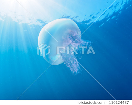 A beautiful jellyfish (Bizen jellyfish) on Hirizo beach. Cross by ferry from Nakagi, Minamiizu Town, Kamo District, Izu Peninsula, Shizuoka Prefecture A beautiful jellyfish (Bizen jellyfish) on Hirizo beach. Cross by ferry from Nakagi, Minamiizu Town, Kamo District, Izu Peninsula, Shizuoka Prefecture 110124487