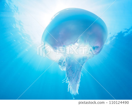 Hirizo 海灘上美麗的水母（備前水母）。從靜岡縣伊豆半島加茂郡南伊豆町中木乘渡輪過去 110124490