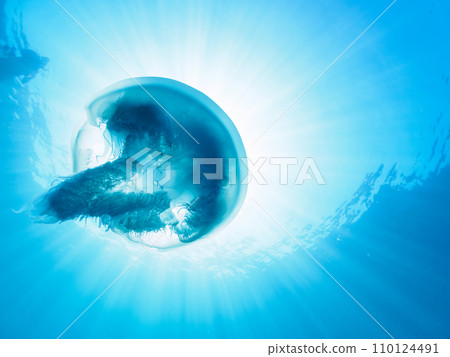 Hirizo 海灘上美麗的水母(備前水母)。從靜岡縣伊豆半島加茂郡南伊豆町中木乘渡輪過去 Hirizo 海灘上美麗的水母(備前水母)。從靜岡縣伊豆半島加茂郡南伊豆町中木乘渡輪過去 110124491