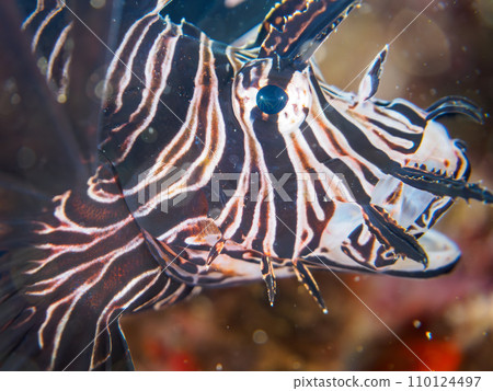 來自 Hirizo 海灘的美麗的年輕黑色獅子魚（獅子魚亞科）。靜岡縣伊豆半島加茂郡南伊豆町 110124497