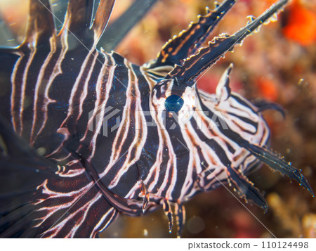 來自 Hirizo 海灘的美麗的年輕黑色獅子魚(獅子魚亞科)。靜岡縣伊豆半島加茂郡南伊豆町 來自 Hirizo 海灘的美麗的年輕黑色獅子魚(獅子魚亞科)。靜岡縣伊豆半島加茂郡南伊豆町 110124498