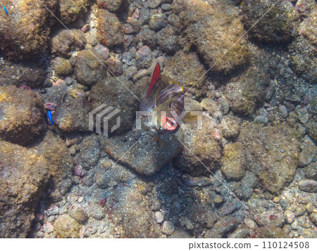 A large parrotfish being cleaned by a wrasse at Hirizo Beach and a Tainoe (parasite) sticking its head out of its mouth. A large parrotfish being cleaned by a wrasse at Hirizo Beach and a Tainoe (parasite) sticking its head out of its mouth. 110124508