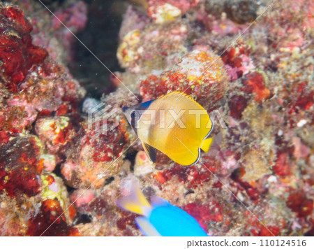 Cute little butterfly fish (family Chaetodonidae), Japanese clover (family Chinidae) and other young fish at Hirizo Beach. Silence 110124516
