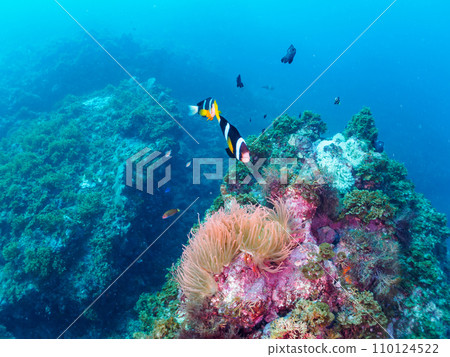 Hirizo 海灘美麗的海葵田裡有一群可愛的小丑魚（海葵魚亞科）和一群黑雀鯛 YG。 110124522