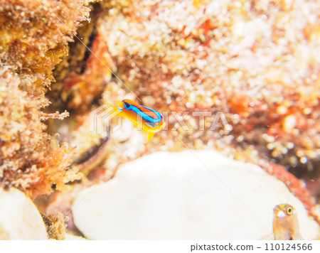 來自 Hirizo 海灘的美麗的年輕宮古仙雀鯛（Dameidae）。靜岡縣伊豆半島加茂郡南伊豆町中木村 110124566