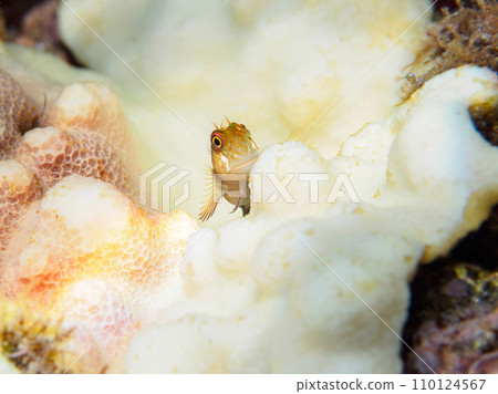 來自 Hirizo 海灘的可愛的年輕獅子魚（銀蓮花科）。從靜岡縣伊豆半島加茂郡南伊豆町中木出發的渡輪 110124567