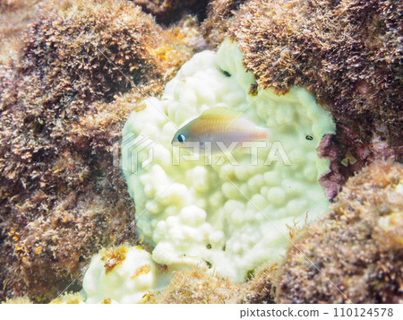 來自 Hirizo 海灘的可愛小雀鯛（Dameidae）。從靜岡縣伊豆半島加茂郡南伊豆町中木出發的渡輪 110124578