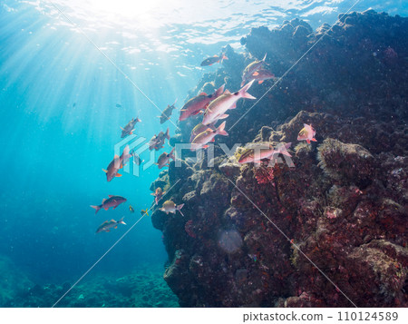 Hirizo 海灘上有一群美麗的蝴蝶魚（Chaetodonidae）、Akahimeji（Acanthidae）和其他魚。靜岡縣 110124589