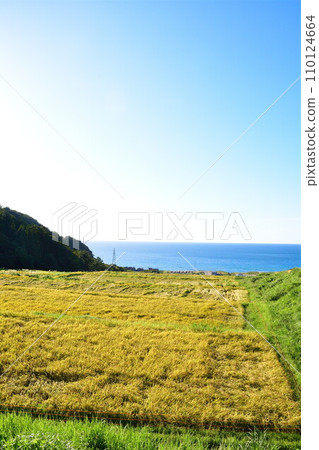 中濱的梯田(新潟縣) 中濱的梯田(新潟縣) 110124664