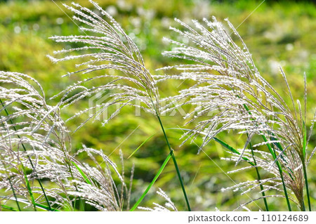 Rice terraces in Nakahama, Susuki (Niigata Prefecture) 110124689
